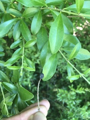Ligustrum quihoui