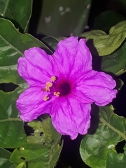 Nyctaginaceae
