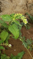 Priva lappulacea