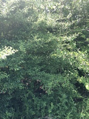 Ligustrum quihoui