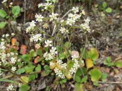 Micranthes marshallii