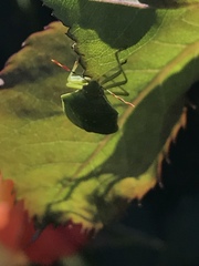 Nezara viridula