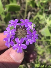 Glandularia bipinnatifida