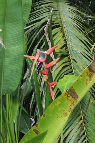 Heliconia marginata (Heliconia marginata)
