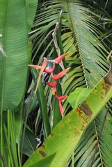 Heliconia marginata