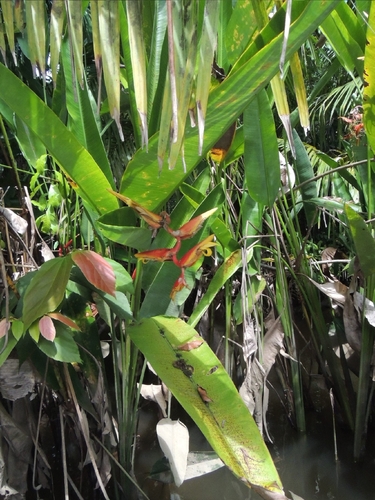Heliconia marginata, photograph 2
