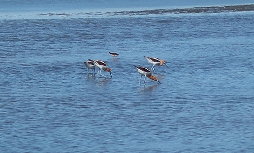 American Avocet