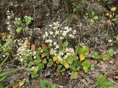 Micranthes marshallii