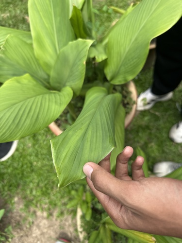 Curcuma longa observed 2026-06-25