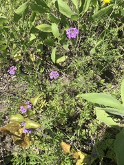 Glandularia bipinnatifida