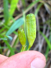 Alophia drummondii, photograph (c) Aubrey French, some rights reserved (CC BY)