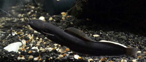 Veiled walking catfish (Encheloclarias velatus) — Clariidae — 3