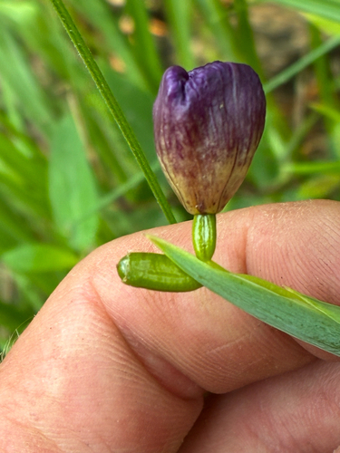 Alophia drummondii, photograph 4