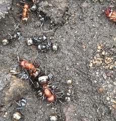 Formica sanguinea