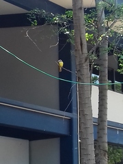 Pitangus sulphuratus