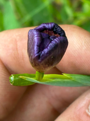 Alophia drummondii, photograph (c) Aubrey French, some rights reserved (CC BY)