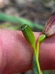 Alophia drummondii, photograph (c) Aubrey French, some rights reserved (CC BY)