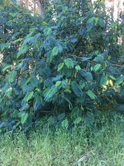 Paraserianthes
