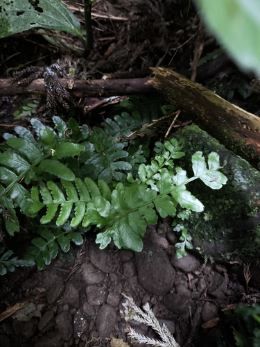 Bolbitis appendiculata observed 2026-06-25