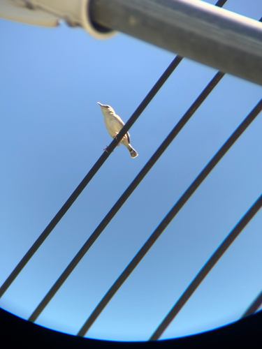 Zitting Cisticola (Eastern)