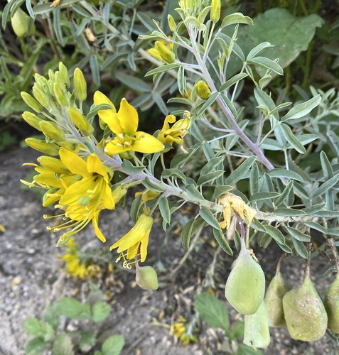 iNaturalist observation photo of Bladderpod