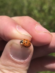 Harmonia axyridis