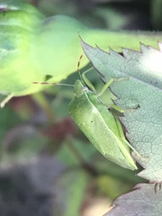 Nezara viridula