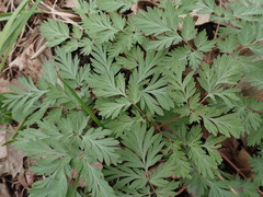 Dicentra cucullaria