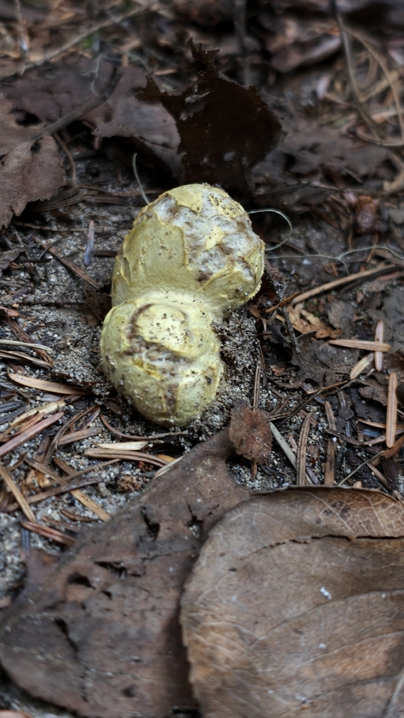Truncocolumella citrina · June 2026 · photo: Photo: no rights reserved · iNaturalist