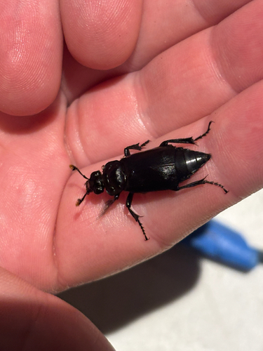 iNaturalist observation photo of Black Burying Beetle