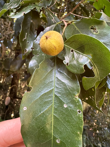 Dissiliaria baloghioides observed 2026-06-22
