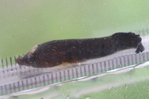 Flathead clingfish (Conidens laticephalus) — Gobiesocidae — 3