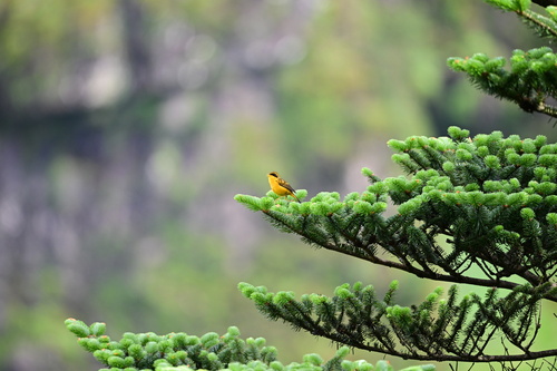 Golden Bush-Robin