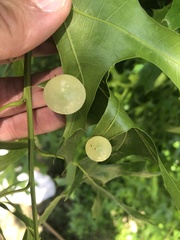 Amphibolips quercusracemaria