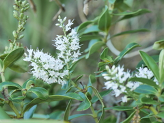 Veronica stricta macroura