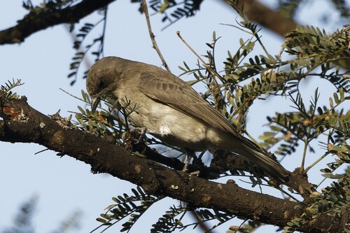iNaturalist image