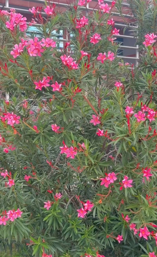 oleander