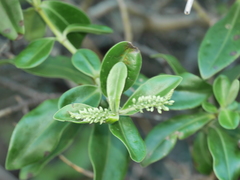 Veronica stricta macroura
