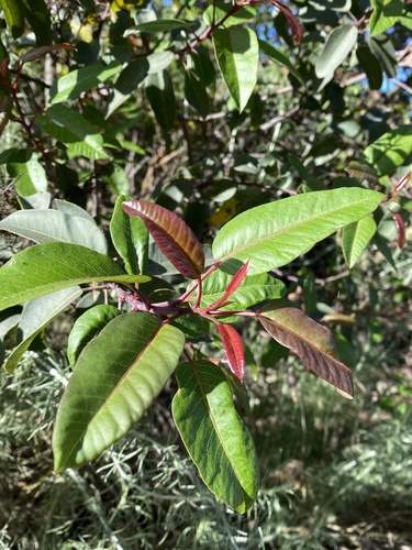 iNaturalist observation photo of laurel sumac