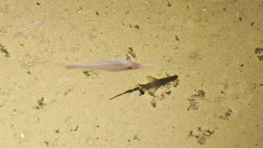 Sinocyclocheilus anshuiensis