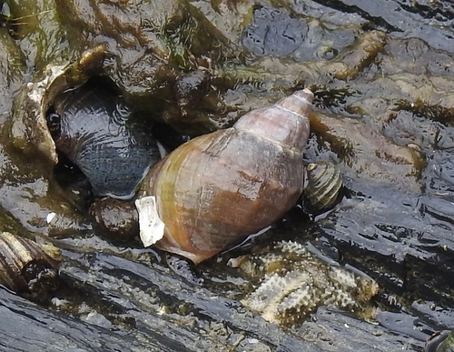 Buccinum baerii observed 2026-06-23