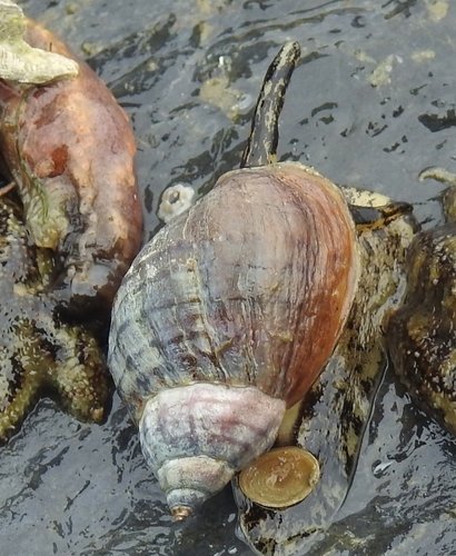 Buccinum baerii observed 2026-06-23
