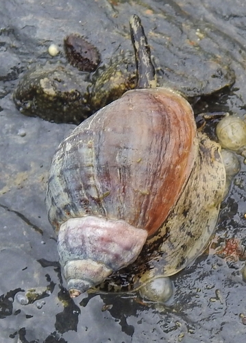 Buccinum baerii observed 2026-06-23