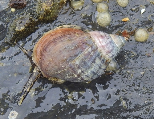 Buccinum baerii observed 2026-06-23