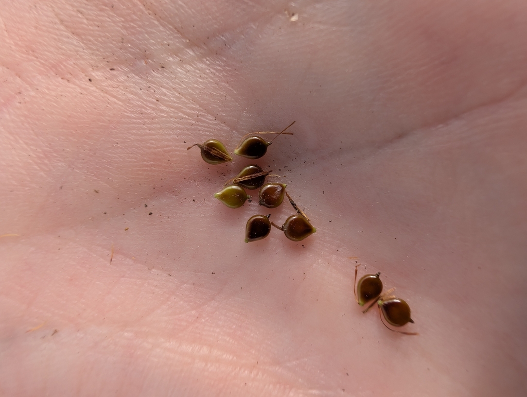 Bolboschoenus caldwellii; photograph (c) Jeff Harbrow, some rights reserved (CC BY)