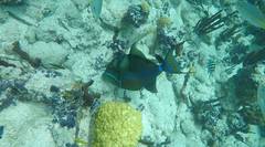 Balistes vetula
