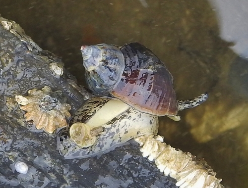 Buccinum baerii observed 2026-06-23