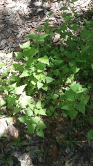 Fleischmannia incarnata