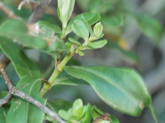Veronica stricta macroura