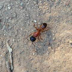 Camponotus sansabeanus